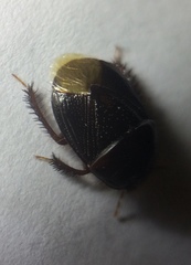 Cyrtomenus
