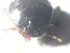 Cyrtomenus