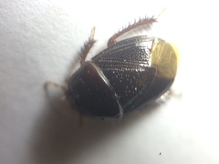 Cyrtomenus