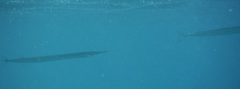 Platybelone argalus