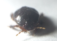 Cyrtomenus