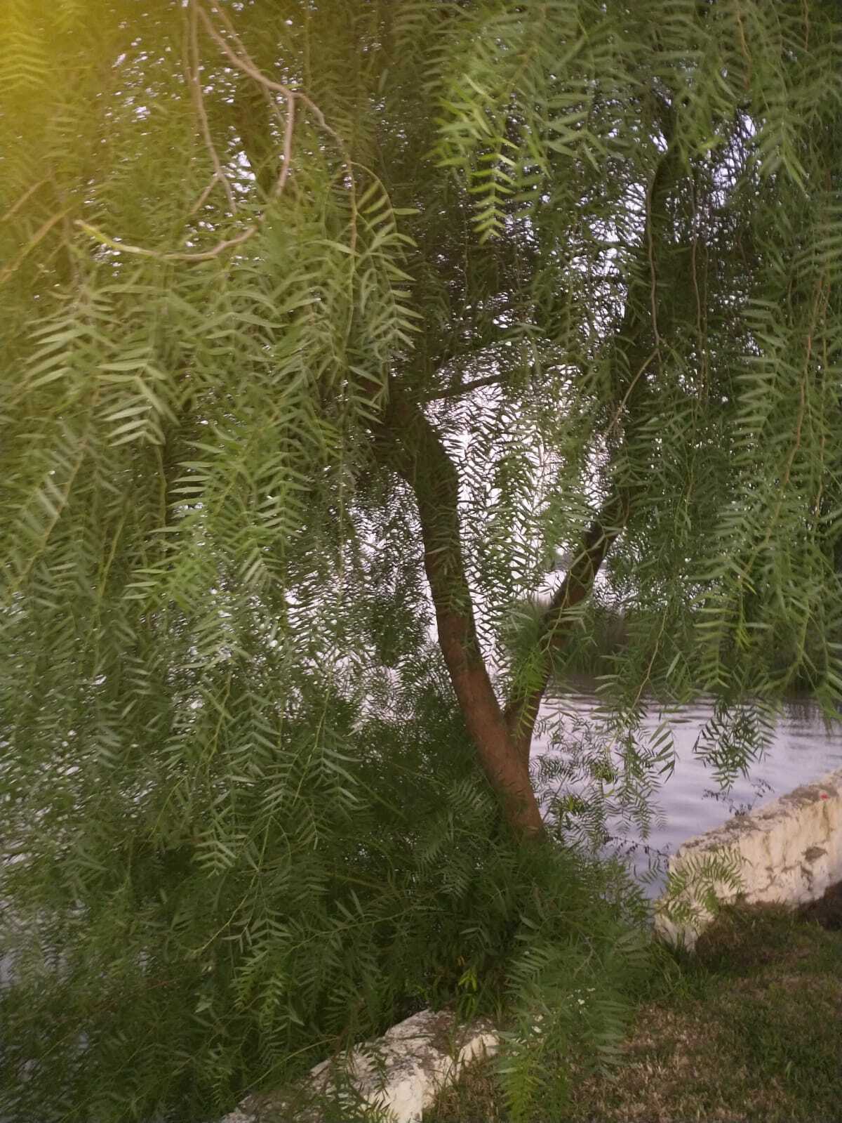 Schinus molle
