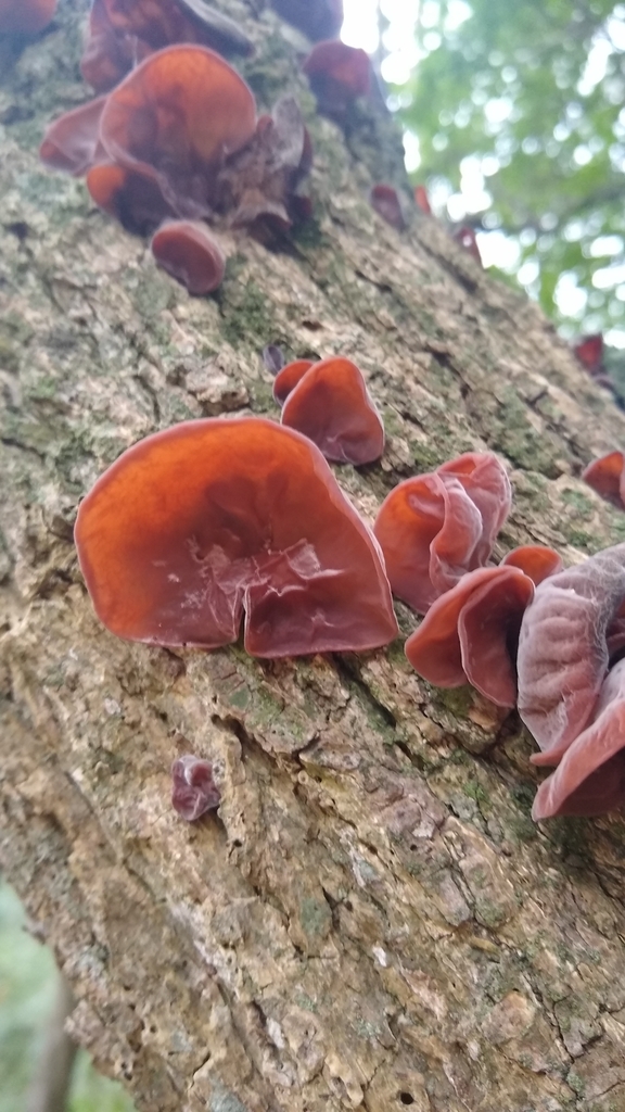 Auricularia fuscosuccinea · May 2023 · photo: © lechuzoologo (iNaturalist, cc-by)