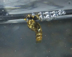 Aedes albopictus