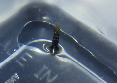 Aedes albopictus