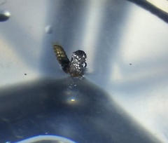 Aedes albopictus