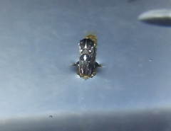 Aedes albopictus