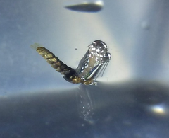 Aedes albopictus