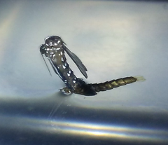 Aedes albopictus