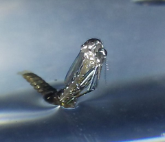 Aedes albopictus