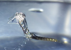 Aedes albopictus