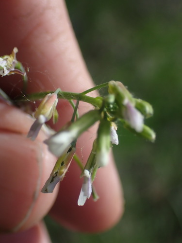 Image of Boechera pauciflora by no rights reserved