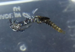 Aedes albopictus
