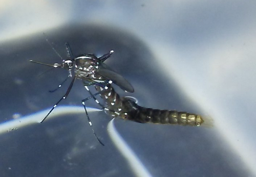 Asian Tiger Mosquito