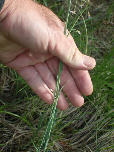 Image of Boechera pauciflora by no rights reserved