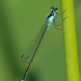 Pacific Forktail - Photo (c) Cameron Eckert, some rights reserved (CC BY-NC), uploaded by Cameron Eckert