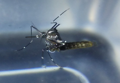 Aedes albopictus