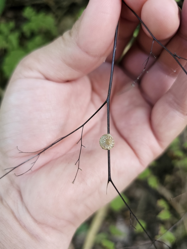 Helicina phasianella