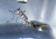 Aedes albopictus