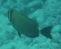 Acanthurus leucopareius