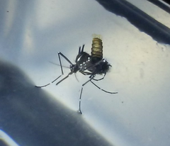 Aedes albopictus