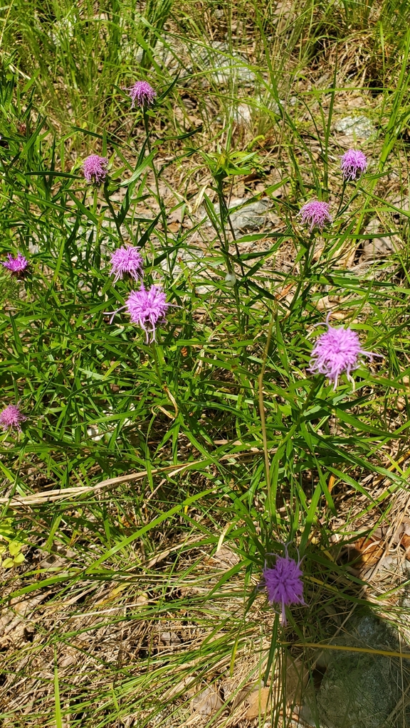 Ouachita blazing star from Hot Springs, AR 71913, USA on June 1, 2023 ...