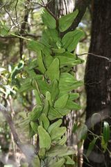 Dischidia major