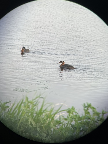 Red-necked Grebe