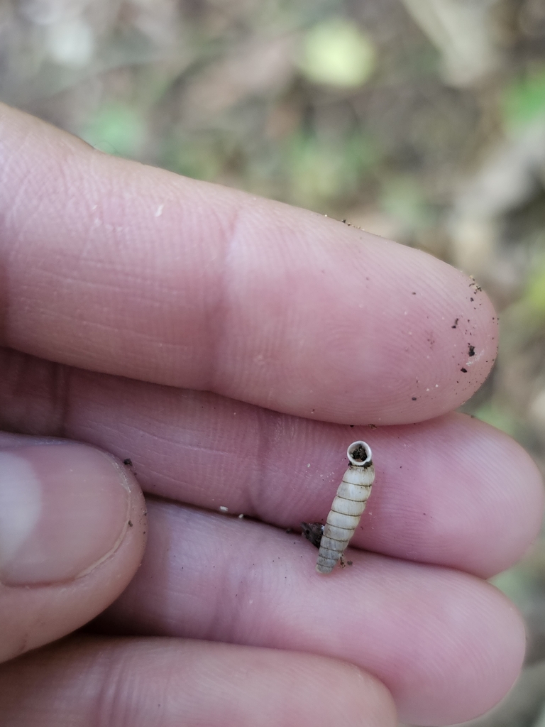 Brachypodella portoricensis