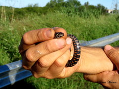 Helicops leopardinus