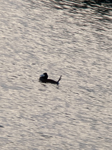 Ruddy Duck