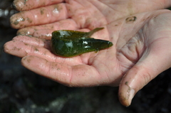 Apodichthys flavidus