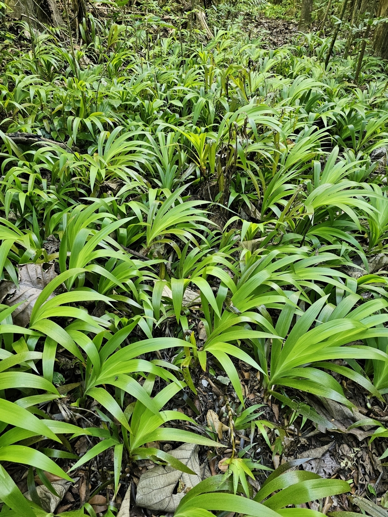 Xiphidium caeruleum, Bajura, Vega Alta 00692, Puerto Rico