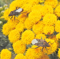 Spilostethus pandurus elegans