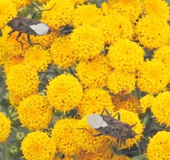 Spilostethus pandurus elegans