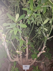 Euphorbia grantii