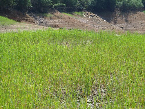 Panicum paludosum iNat (3)
