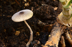 Leucocoprinus ianthinus