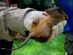 Oxymycterus rufus