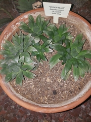 Haworthia cooperi