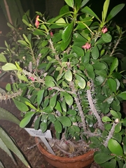 Euphorbia splendens