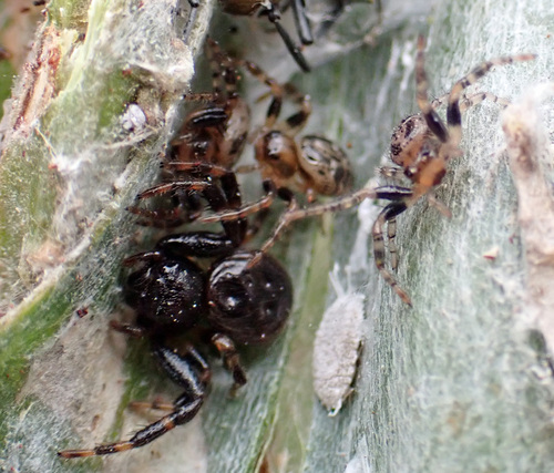 Xysticus bimaculatus