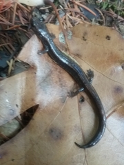 Plethodon elongatus