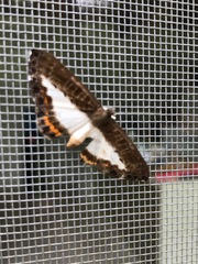 Nymphidium azanoides