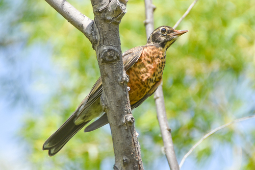 American Robin photographed in Oklahoma