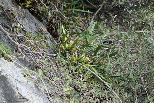 Eulophia calcarata