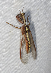 Asperala erythraea