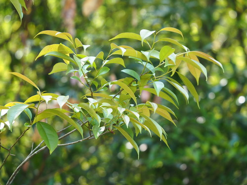 Diospyros morrisiana iNat (1)