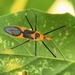 Milkweed Assassin Bug - Photo (c) Rick Travis, some rights reserved (CC BY-NC), uploaded by Rick Travis