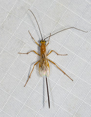 Macrocentrinae
